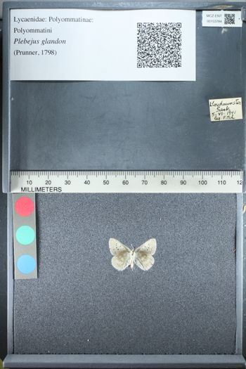 Media type: image;   Entomology 153784